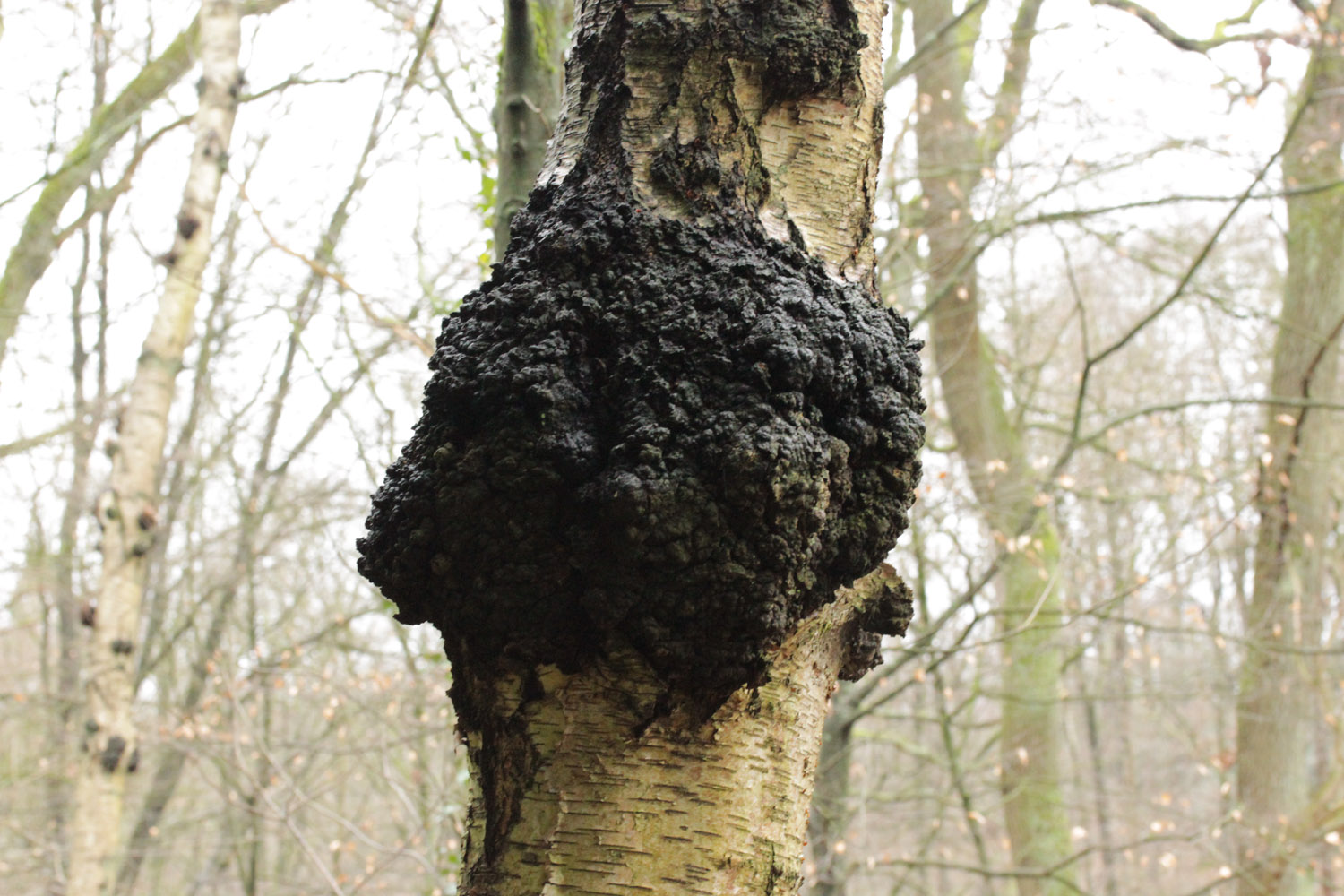 Le chaga est un champignon aux vertues thérapeutiques prouvées par la science