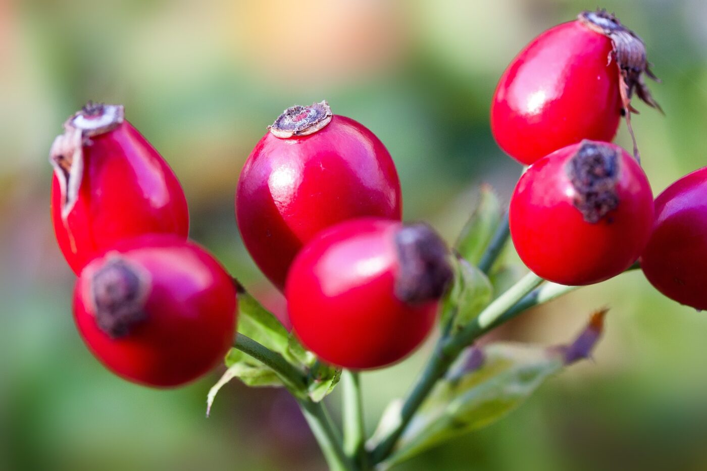 rose-hips-493784_1920 Les fruits de l'églantier