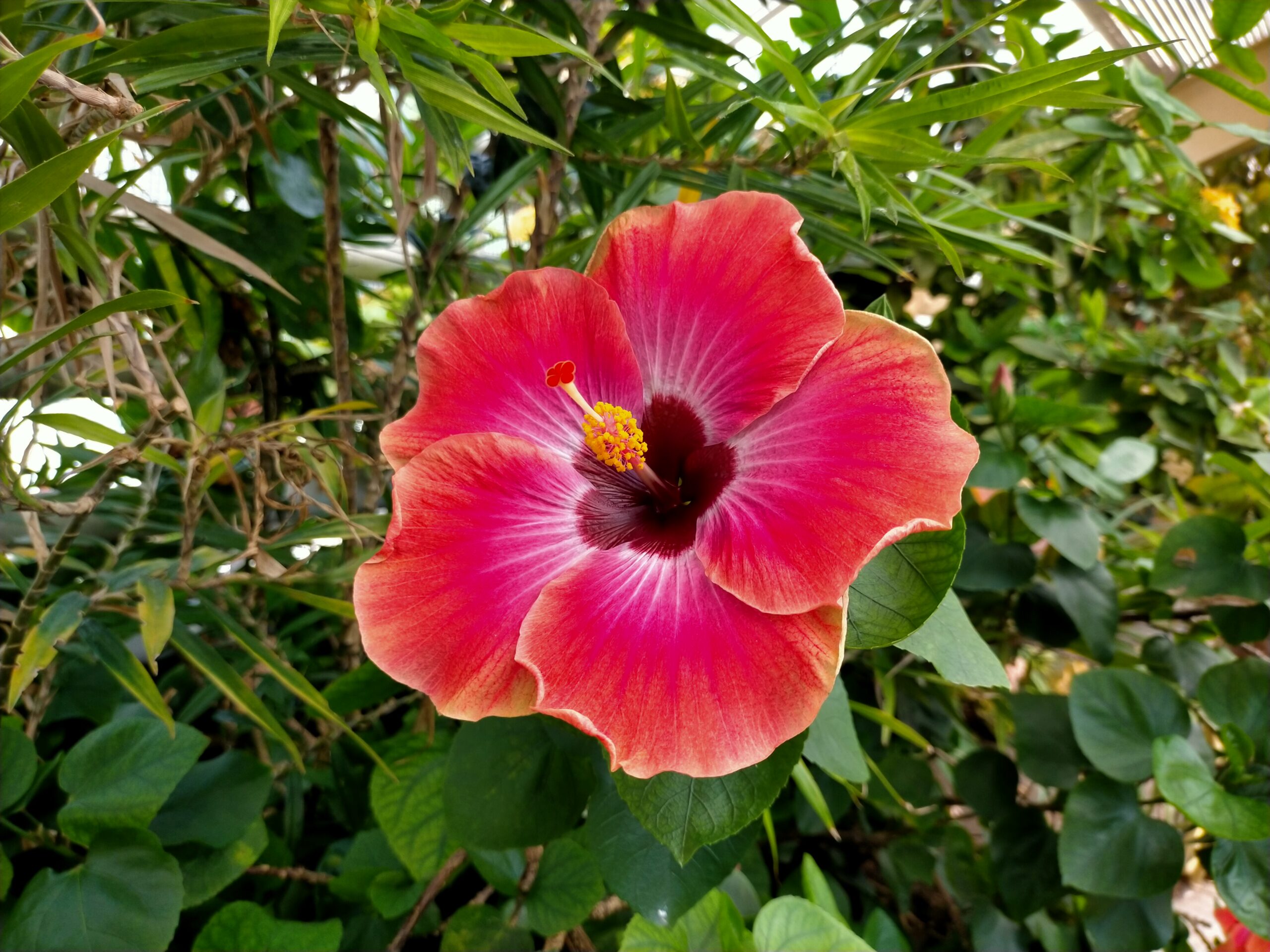Fleur, été shiatsu, reflexologie, Var, Marseille, Cannes